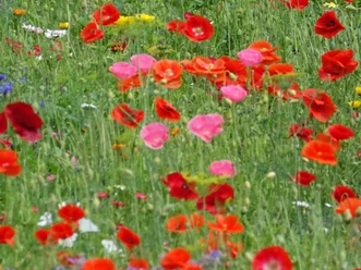 Blumenwiese_c_ML.jpg