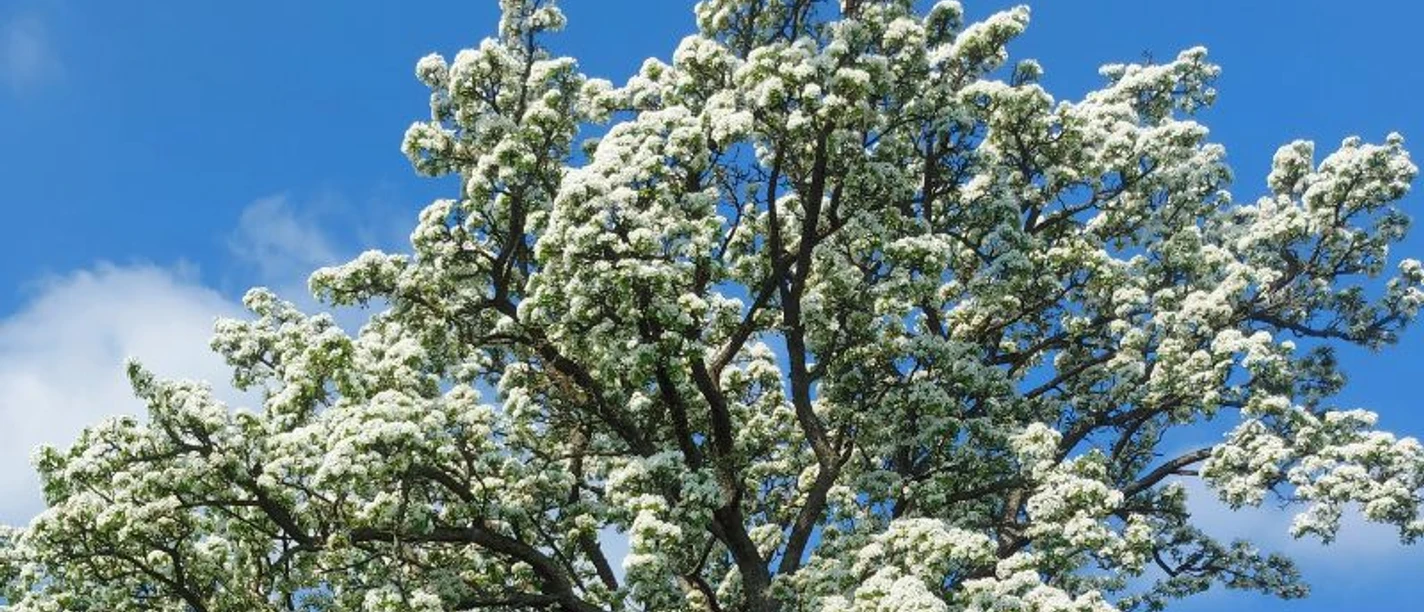 Bluehender_Birnbaum__c_Susanne_Pfingst.jpg