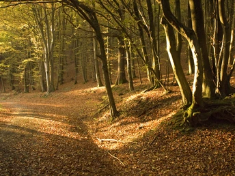 Herbst-Stimmung im Wald