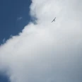 Segelflieger_am_Himmel__c_Claudia_Krabbes.jpg