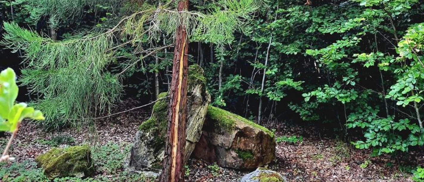 Baum-Zeit_-_Joachim_Reitner__c_Ars_Natura-Stiftung.jpg