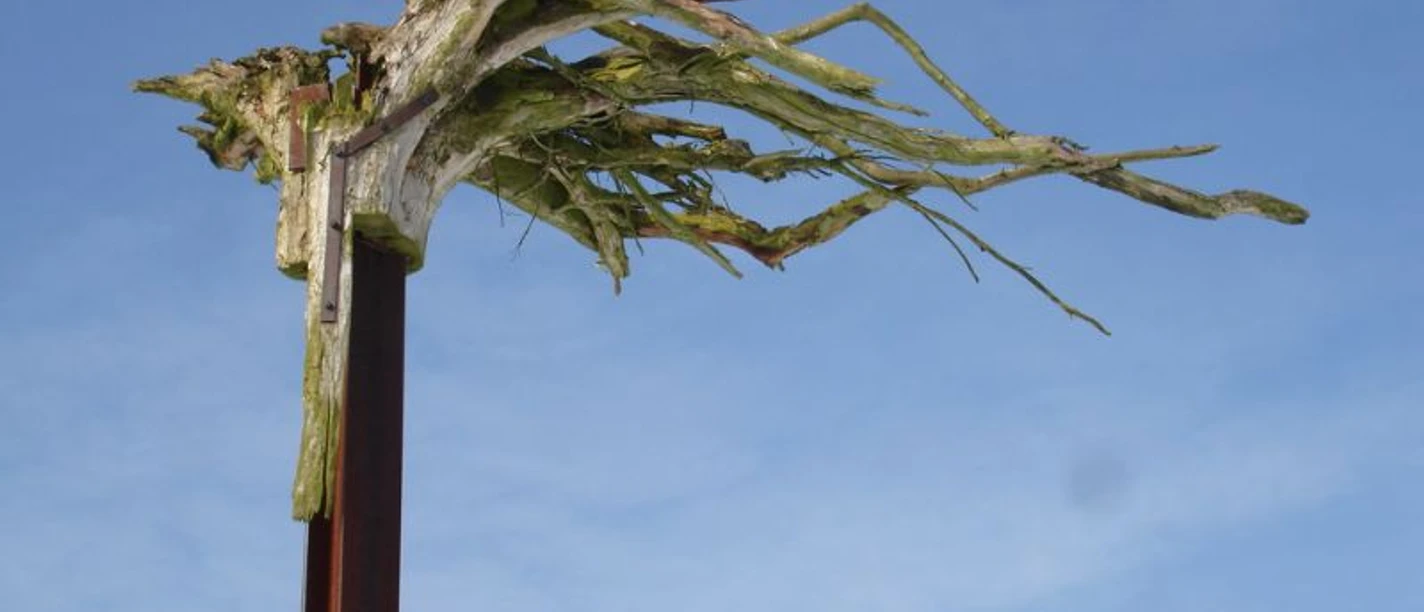 Roots_-_Hans_Spangenberg__c__ARS_NATURA-Stifung.jpg