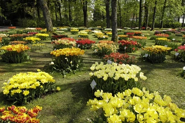 Tulpenblüte im Gräflichen Park - Frank Grawe_DSC0685 (2).jpg