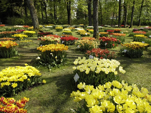 Tulpenblüte im Gräflichen Park - Frank Grawe_DSC0685 (2).jpg