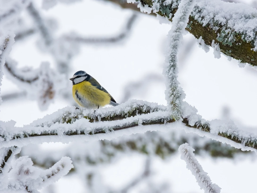 Meise im Winter Blaumeise auf verschneitem Ast in winterlicher Landschaft, umgeben von glitzerndem Frost.
