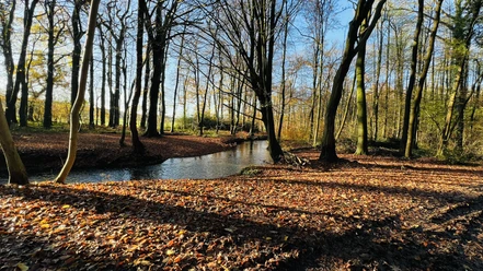 Schönebecker Aue Herbstlicher Laubwald mit klarer Bachbiegung im Sonnenlicht und langen Schatten der Bäume.