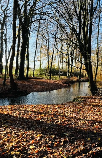 Schönebecker Aue Herbstlicher Laubwald mit klarer Bachbiegung im Sonnenlicht und langen Schatten der Bäume.