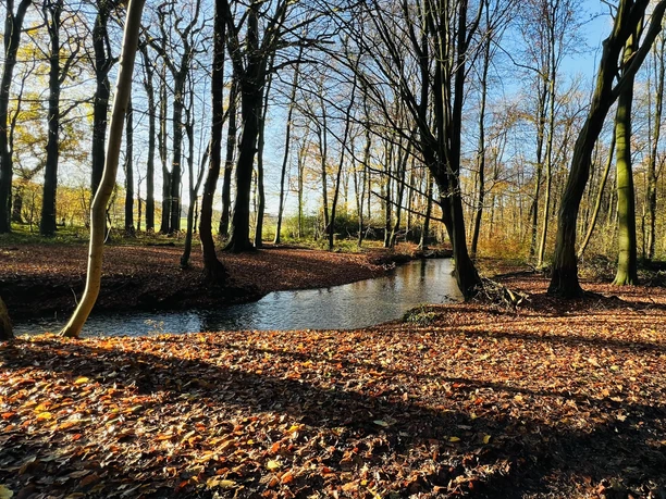 Schönebecker Aue Herbstlicher Laubwald mit klarer Bachbiegung im Sonnenlicht und langen Schatten der Bäume.