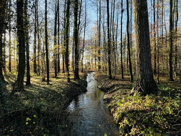 Kleine Aue Sonnenlicht fällt durch hohe Bäume auf einen schmalen Bach, der sich durch den herbstlichen Wald windet.