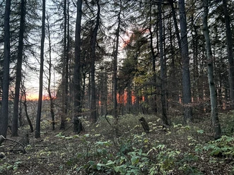 Tannenwald
