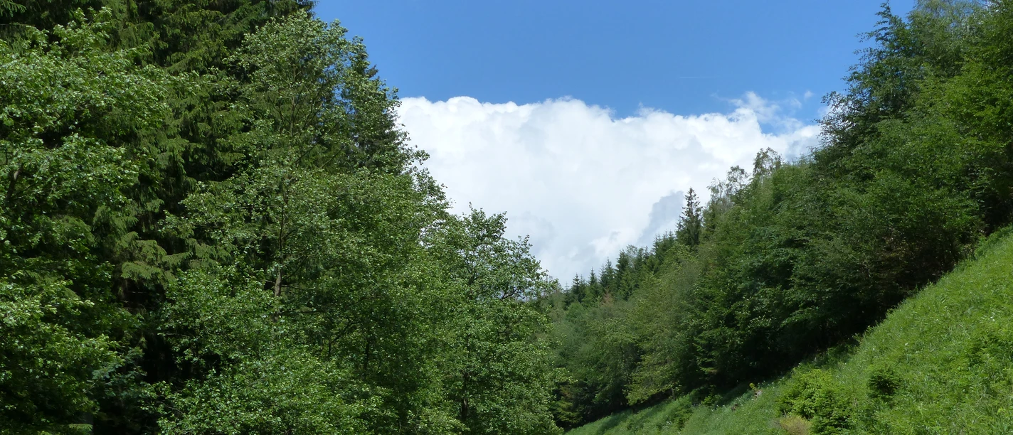 Im Brandesbachtal