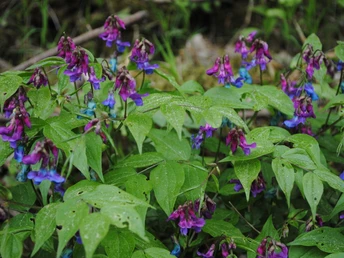 Blütenpracht im Reistenbachtal