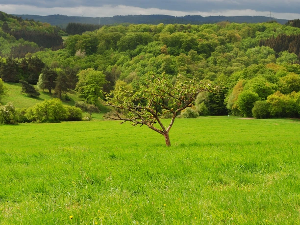 Naturschutzgebiet Sauernberg