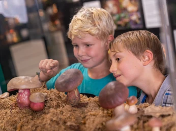 Pilzkunde Museum Besuch im Pilzmuseum