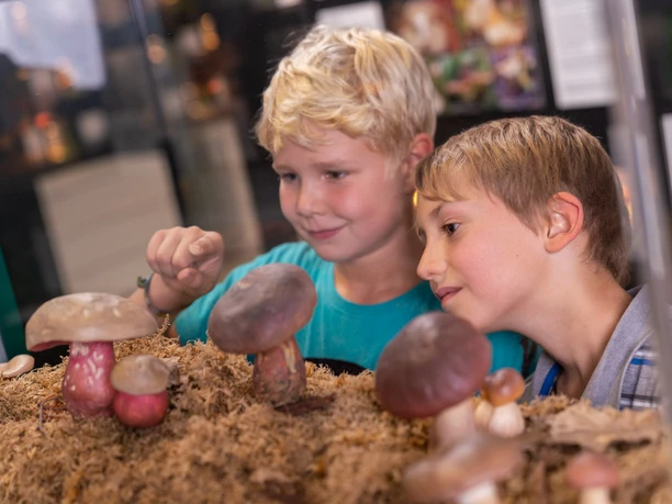 Pilzkunde Museum Besuch im Pilzmuseum