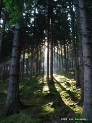 Wald rund um den Fang Bad Laasphe