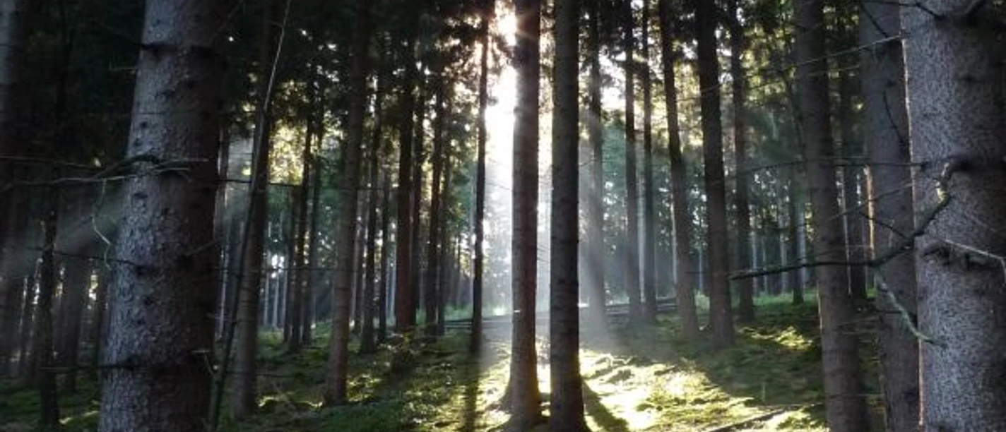 Wald rund um den Fang Bad Laasphe