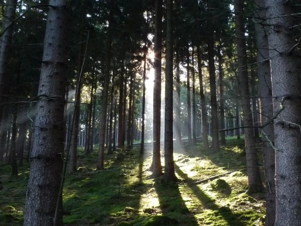 Wald rund um den Fang Bad Laasphe