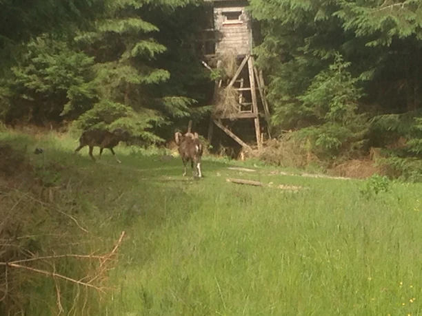 Muffelwild am Trauberg