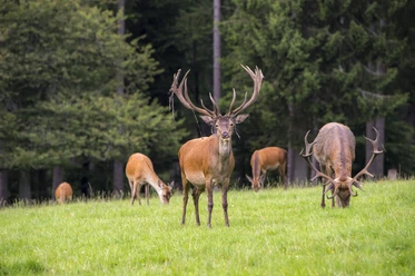 Waldland Hohenroth_Hirschbrunft