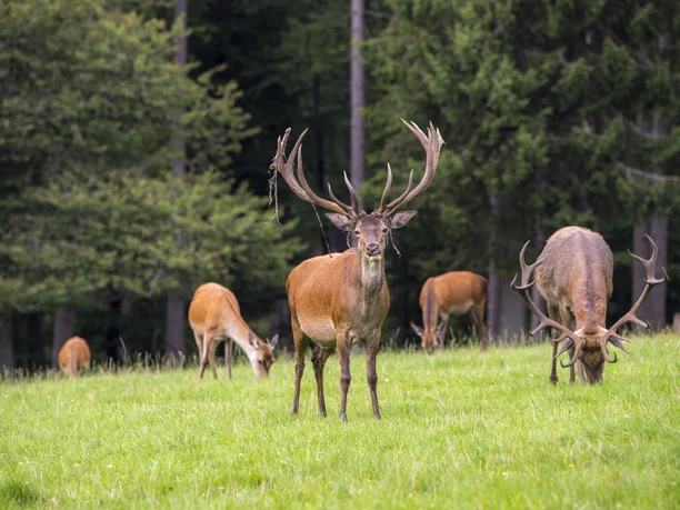 Waldland Hohenroth_Hirschbrunft