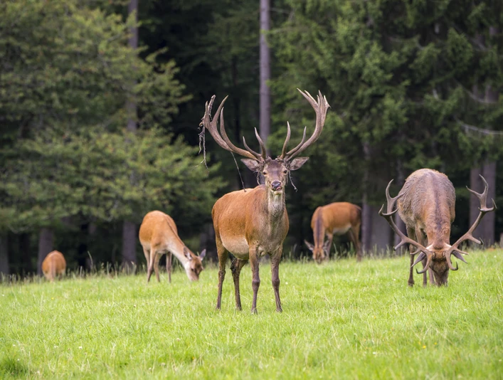 Waldland Hohenroth_Hirschbrunft