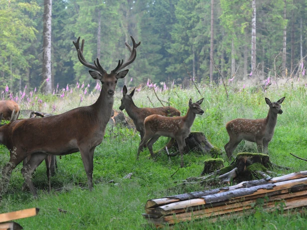 Damwild im Gehege am Forsthaus Hohenroth