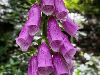 Blühender Fingerhut