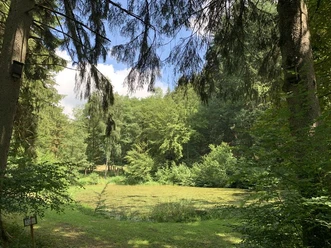 Weiher Forsthaus Litzelbach