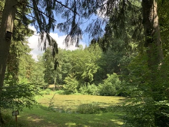 Weiher Forsthaus Litzelbach