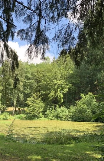 Weiher Forsthaus Litzelbach