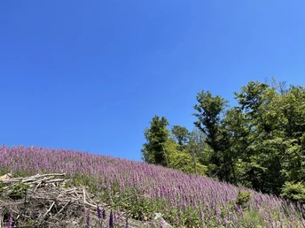 Fingerhutfeld auf dem Kirschköpfchen