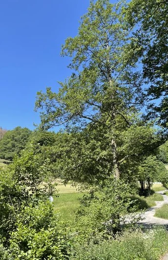 Auf dem Weg aus Puderbach ins Kirschwiesental