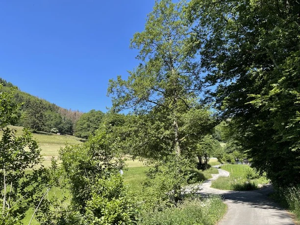 Auf dem Weg aus Puderbach ins Kirschwiesental