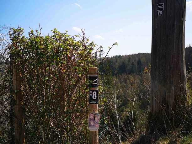 Die Rothaarsteigrose, gepflanzt anlässlich der Einweihung des zertivizierten Wanderwegs "Ilsetalpfad", einer Rothaarsteigspur.