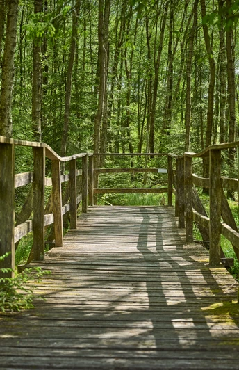 Ederquelle - Steg Quellgebiet Ederquelle