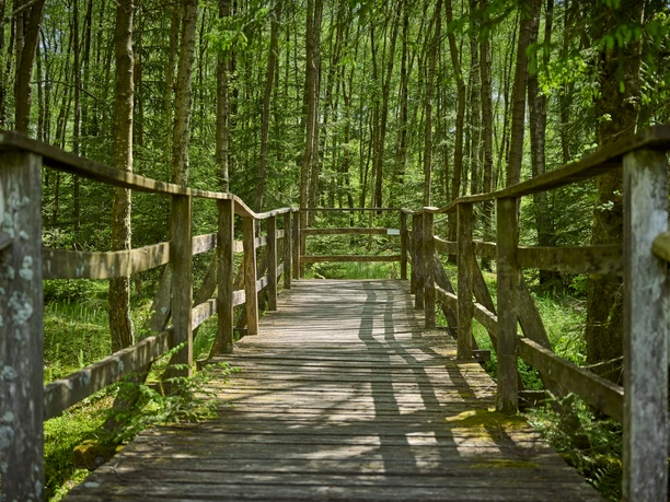 Ederquelle - Steg Quellgebiet Ederquelle