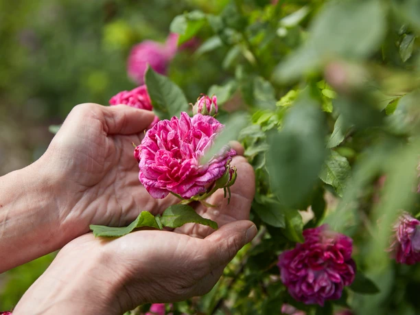 Die Blütenvielfalt des Erndtebrücker Rosengartens lädt zum Erleben mit allen Sinnen ein.