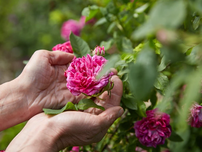 Die Blütenvielfalt des Erndtebrücker Rosengartens lädt zum Erleben mit allen Sinnen ein.