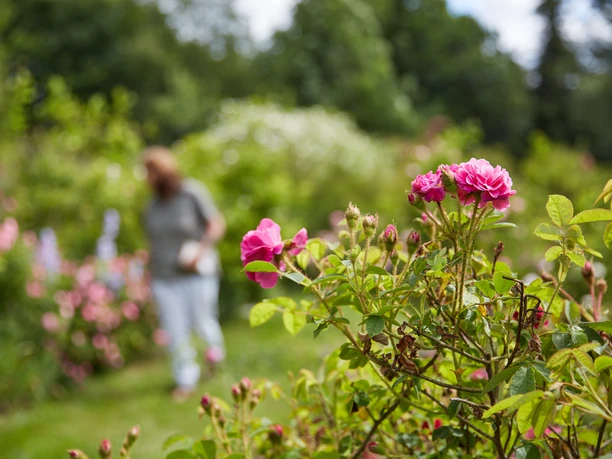 Hier gibt es viel zu entdecken. Über 400 Sorten befinden sich im Rosengarten.