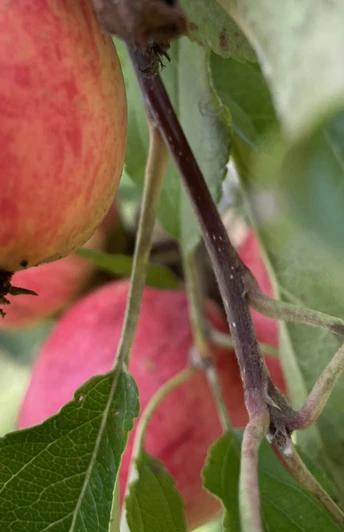 Unterschiedliche regionale Apfelsorten zieren den Familien-Apfel-Weg
