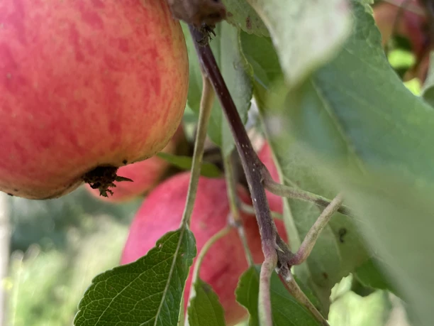 Unterschiedliche regionale Apfelsorten zieren den Familien-Apfel-Weg