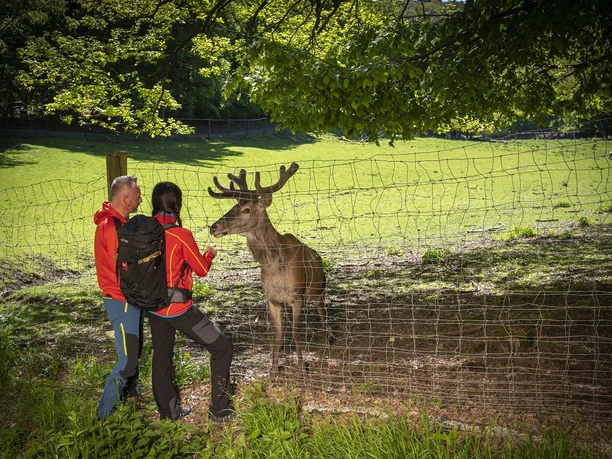 Zwei Wanderer füttern einen Hirsch im Tierpark Donsbach