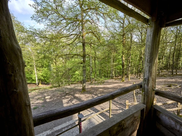 Erlebniswald Historischer Tiergarten Siegen, Damwildgehege Erlebniswald Historischer Tiergarten Siegen