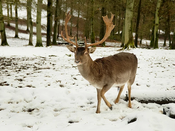 Damhirsch im Tiergehege rechts des Weges