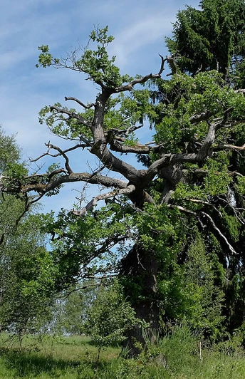 Die Trupbacher Heide bietet eine ungewöhnliche Natur und viele Aussichtspunkte zum Verweilen