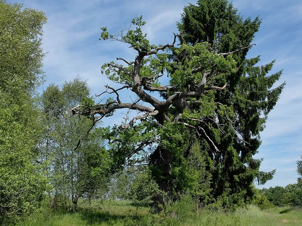 Die Trupbacher Heide bietet eine ungewöhnliche Natur und viele Aussichtspunkte zum Verweilen