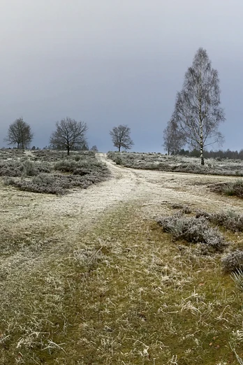 Die Trupbacher Heide in Winterstimmung