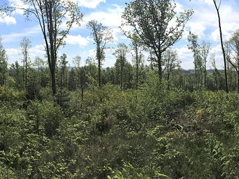 Panorama-Blick vom Fischbacherberg nach Süden