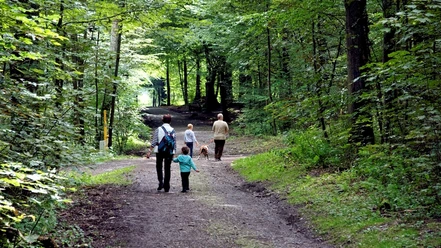 Familienfreundlich, schattig: Wege am Tiergarten